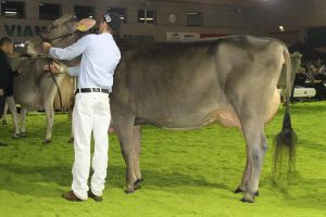 151128SC15 261_Abt 7 Rang 4 Schibraho Jet JELENA von Goldhill Genetics und Thomas Renggli ENT 